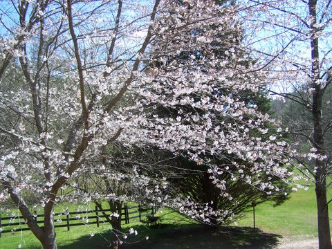 Dogwoods blooming on Kranberry Kathy's Dahlonega farm...