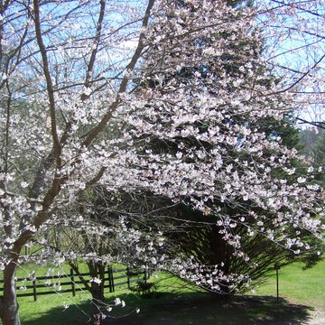 Dogwoods blooming on Kranberry Kathy's Dahlonega farm...